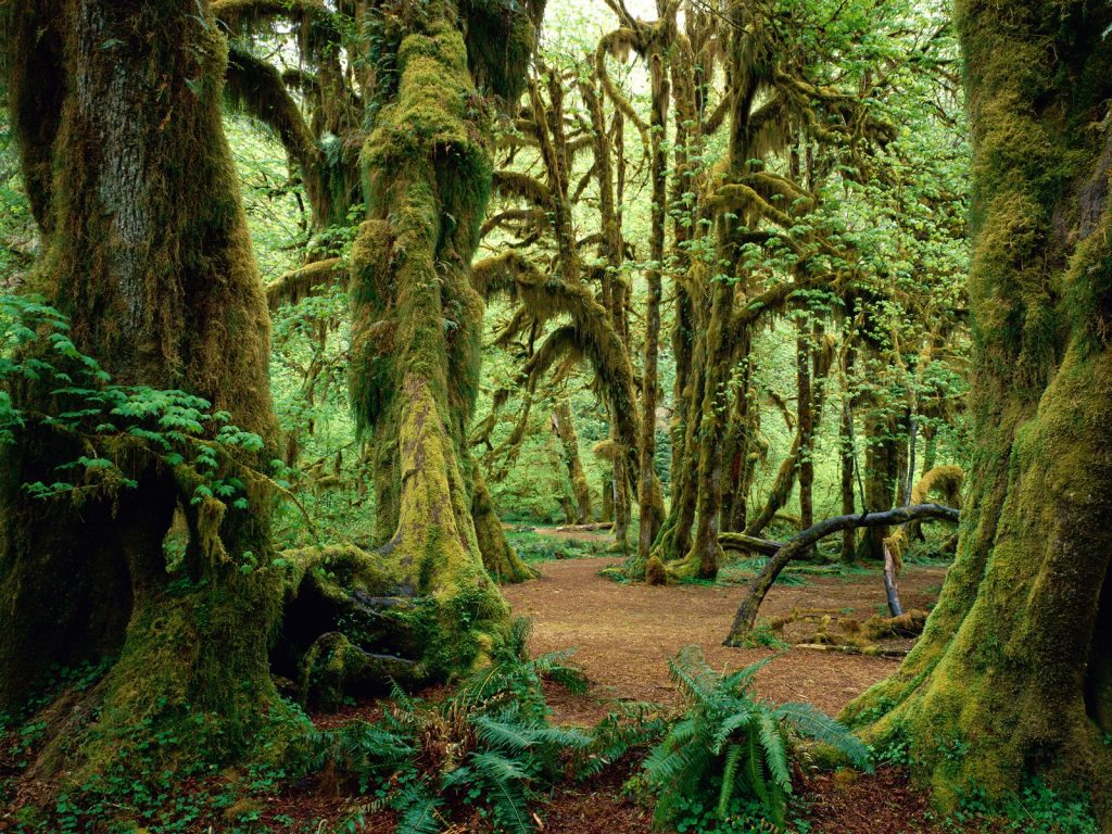 hutan